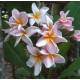 Plumeria rubra 'fabius'  - Frangipanier