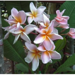 Plumeria rubra 'fabius'  - Frangipanier