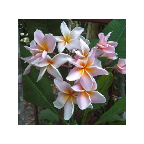 Plumeria rubra 'fabius'  - Frangipanier