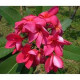 Plumeria rubra 'pink jello'  - Frangipanier