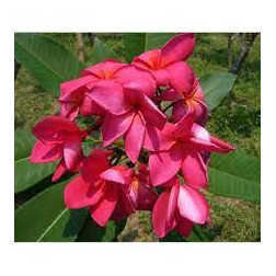 Plumeria rubra 'pink jello'  - Frangipanier