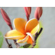 Plumeria rubra 'parameno'  - Frangipanier