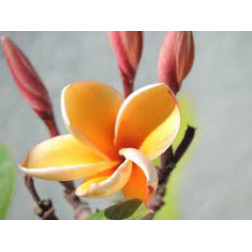 Plumeria rubra 'parameno'  - Frangipanier