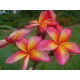 Plumeria rubra 'Wizard'  - Frangipanier