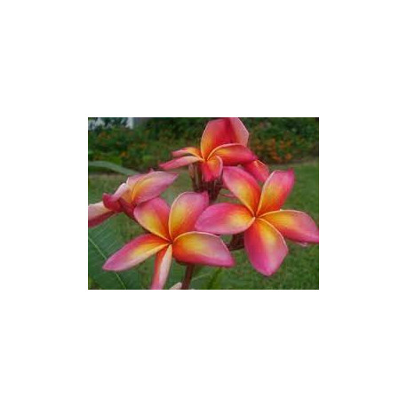 Plumeria rubra 'Wizard'  - Frangipanier