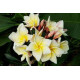 Plumeria rubra 'moonlight aka lueang phon'  - Frangipanier