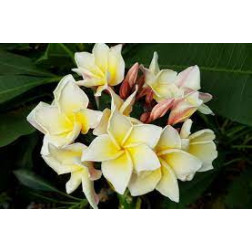 Plumeria rubra 'moonlight aka lueang phon'  - Frangipanier