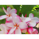 Plumeria rubra 'my valentine'  - Frangipanier