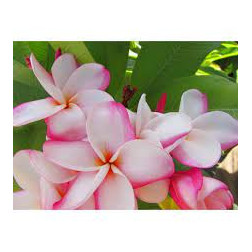 Plumeria rubra 'my valentine'  - Frangipanier