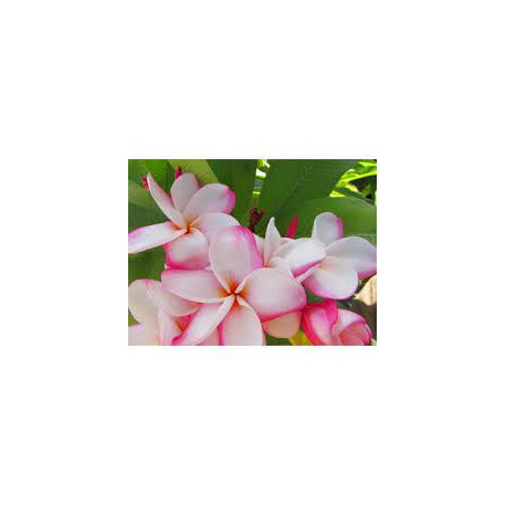 Plumeria rubra 'my valentine'  - Frangipanier