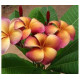 Plumeria rubra 'musk rainbow'  - Frangipanier