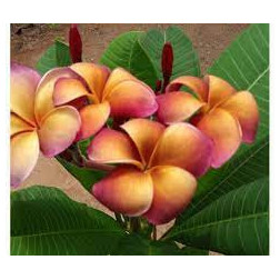 Plumeria rubra 'musk rainbow'  - Frangipanier