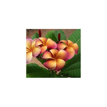 Plumeria rubra 'musk rainbow'  - Frangipanier