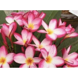 Plumeria rubra 'star flash  - Frangipanier