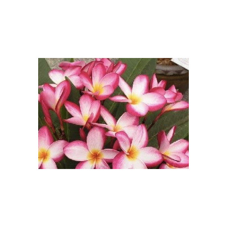 Plumeria rubra 'star flash  - Frangipanier