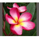 Plumeria rubra 'duke'  - Frangipanier