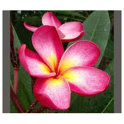 Plumeria rubra 'duke'  - Frangipanier