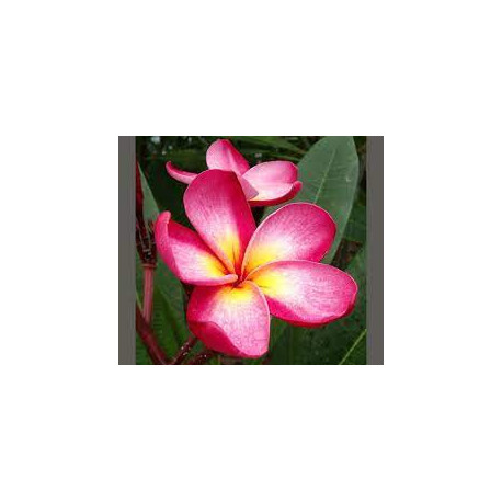 Plumeria rubra 'duke'  - Frangipanier