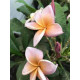 Plumeria rubra 'valkyrie'  - Frangipanier