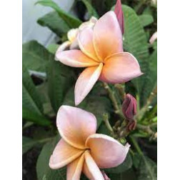 Plumeria rubra 'valkyrie'  - Frangipanier