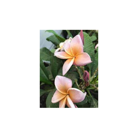 Plumeria rubra 'valkyrie'  - Frangipanier