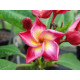 Plumeria rubra 'Rimfire'  - Frangipanier