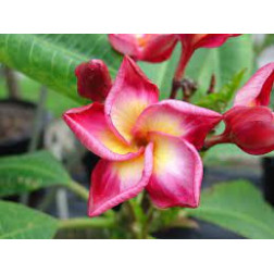 Plumeria rubra 'Rimfire'  - Frangipanier