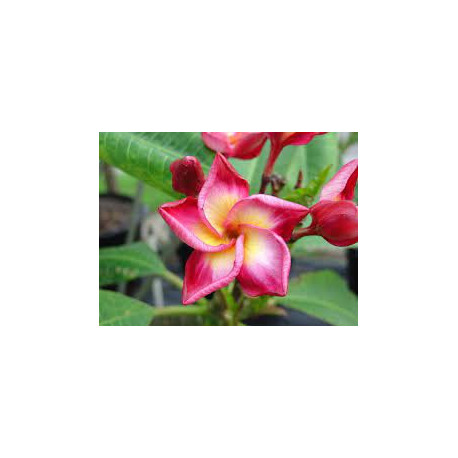 Plumeria rubra 'Rimfire'  - Frangipanier