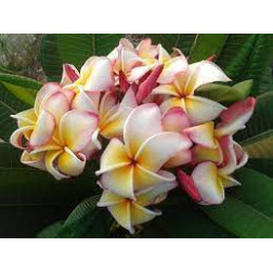 Plumeria rubra 'Jenny' - Frangipanier