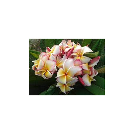 Plumeria rubra 'Jenny' - Frangipanier