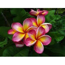 Plumeria rubra 'Passion' - Frangipanier