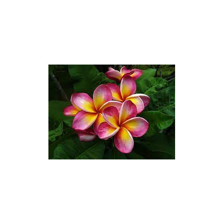 Plumeria rubra 'Passion' - Frangipanier