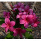 Plumeria rubra 'Nevita' - Frangipanier