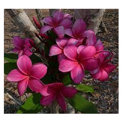 Plumeria rubra 'Nevita' - Frangipanier