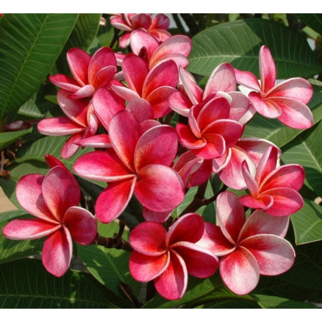 Plumeria rubra 'sangria' - Frangipanier