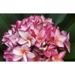 Plumeria rubra 'tbread tracy'  - Frangipanier