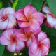 Plumeria rubra 'sang warn ruby '  - Frangipanier