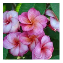 Plumeria rubra 'sang warn ruby '  - Frangipanier