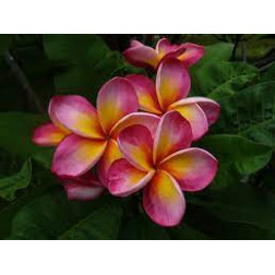 Plumeria rubra 'red monalisa'  - Frangipanier