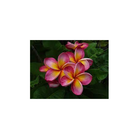 Plumeria rubra 'red monalisa'  - Frangipanier