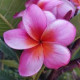 Plumeria rubra 'Chrisitna '  - Frangipanier