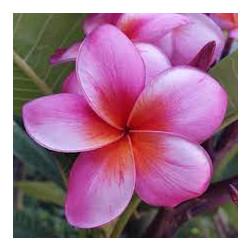 Plumeria rubra 'Chrisitna '  - Frangipanier