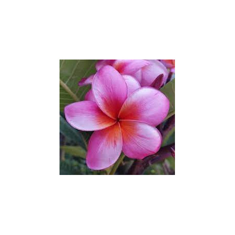 Plumeria rubra 'Chrisitna '  - Frangipanier