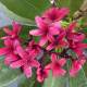 Plumeria rubra 'bewitched'  - Frangipanier