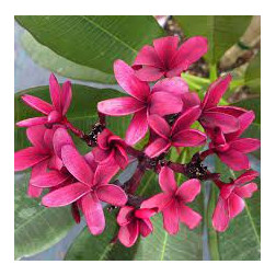 Plumeria rubra 'bewitched'  - Frangipanier