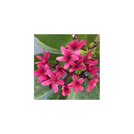 Plumeria rubra 'bewitched'  - Frangipanier