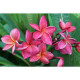 Plumeria rubra 'Crimson beauty'  - Frangipanier