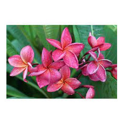 Plumeria rubra 'Crimson beauty'  - Frangipanier