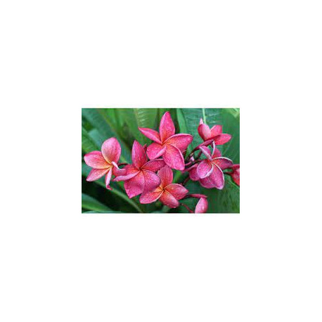 Plumeria rubra 'Crimson beauty'  - Frangipanier