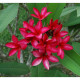 Plumeria rubra 'Coronet'- Frangipanier